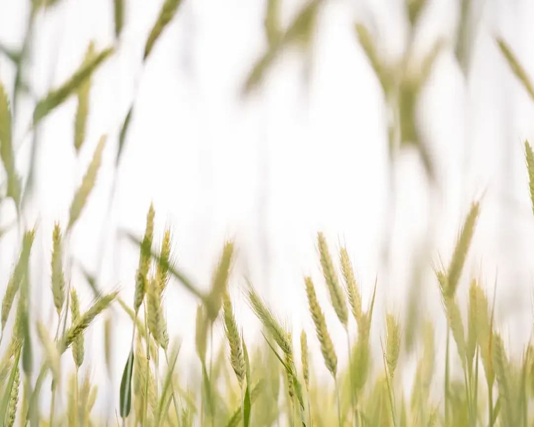 Greenfield Arable