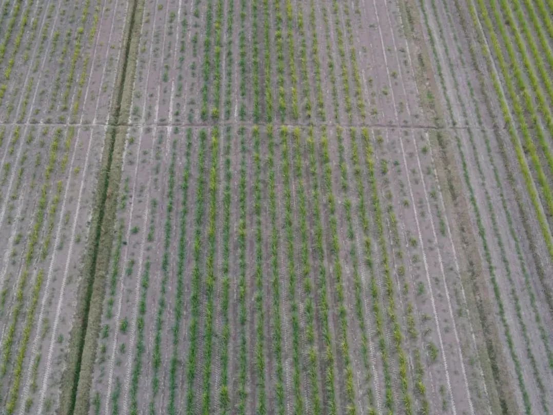 Greenfield Arable 15