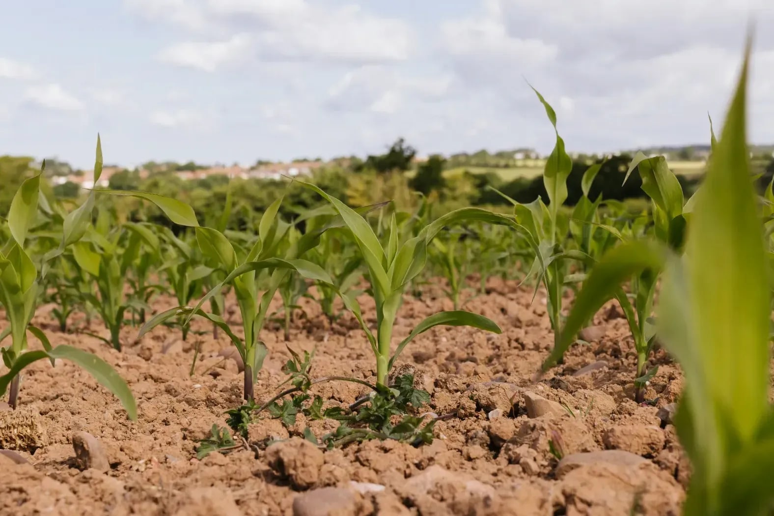 Greenfield Arable